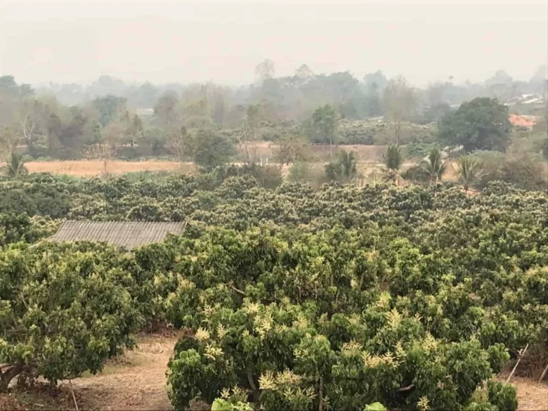 ขายที่ดิน 15ไร่ อำเภอพร้าว จังหวัดเชียงใหม่