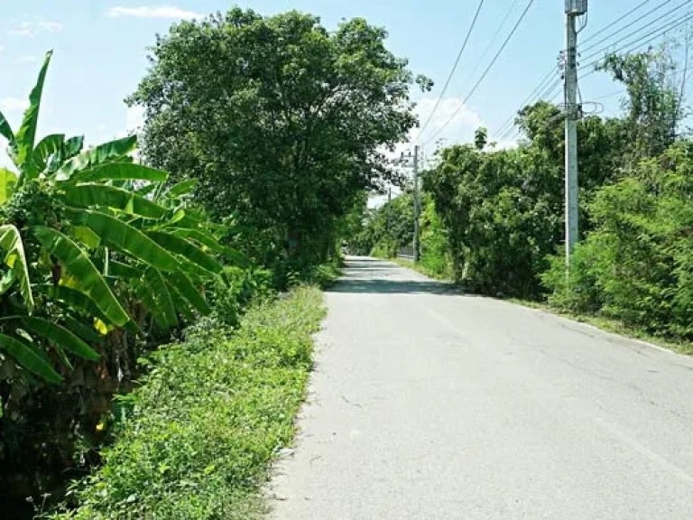 ขายที่นา ตำบลป่าบง อำเภอสารภี สันกำแพงสายใหม่ ติดถนนสาธารณะยางมะตอย ไฟฟ้า น้ำประปา เข้าถึง