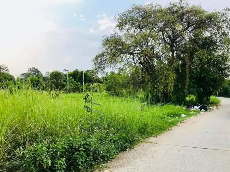 ขายที่ดินห่างถนนต้นยางเพียง 300 เมตร ราคาถูก