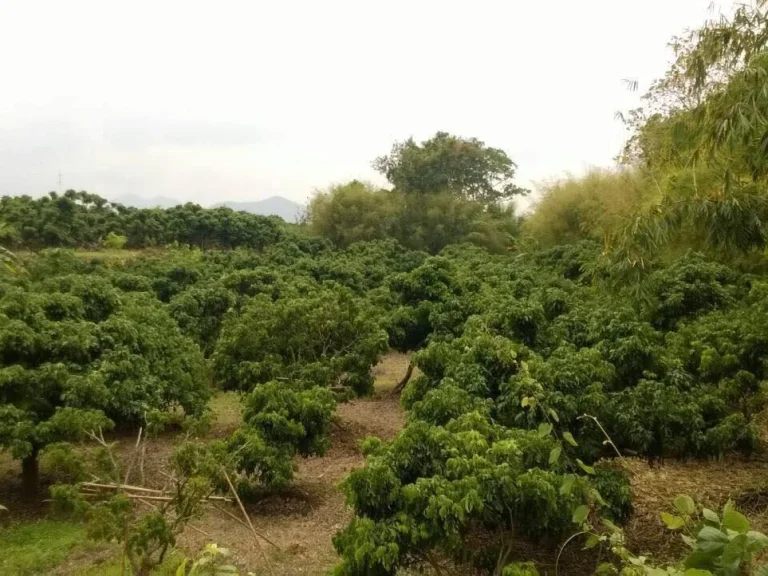 สวนลำไย พร้อมที่พัก และโฉนด