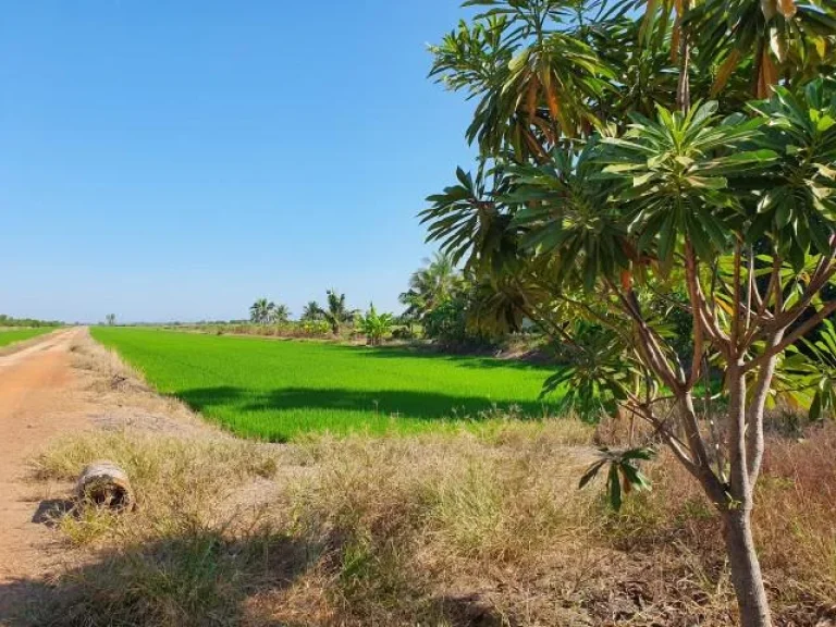 ที่ดิน4ไร่20ตรว องครักษ์ ติดถนนใหญ่ ใกล้แม่น้ำนครนายก ที่ดินสวย ทำเลดี ราคาถูก