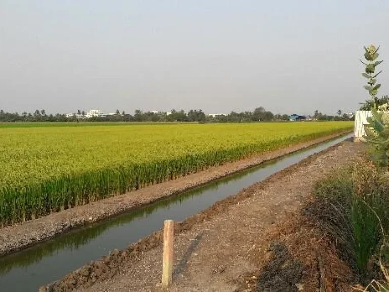 ที่สวย น้ำใส ติดที่นา บรรยากาศดี แหล่งชุมชน ถมแล้ว 200 ตรว