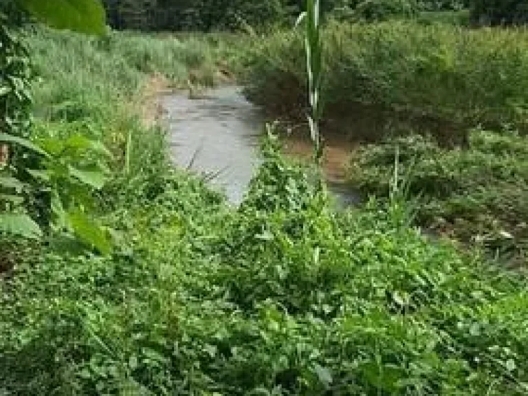 ที่ดินแปลงสวย ที่ดินติดลำธาร จังหวัดน่าน