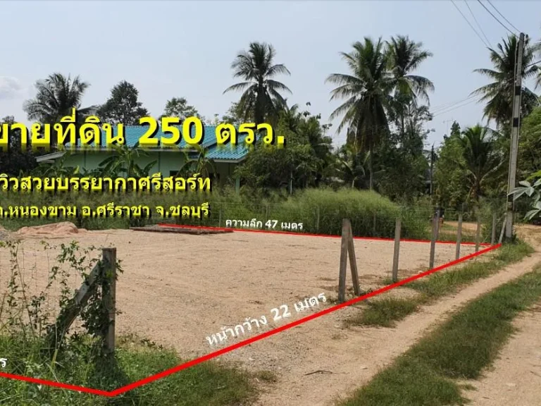 ขายที่ดิน 250 ตรว ติดถนน น้ำไฟครบ โฉนดพร้อมโอน หนองขาม ศรีราชา ชลบุรี ทำเลที่อยู่อาศัย