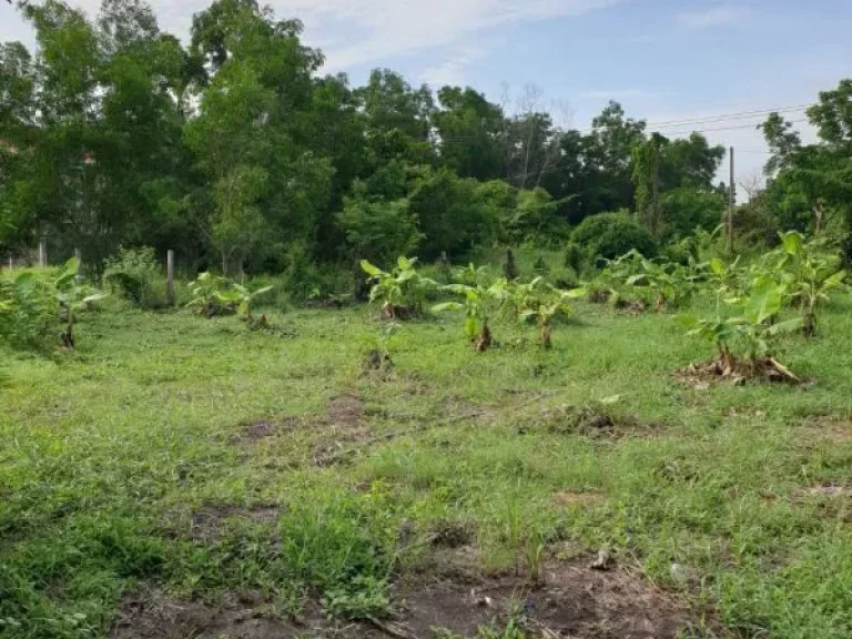 คลองสาม ปทุมธานี ที่ดิน 1-1-75 ไร่ 575 ตรวเหมาะสำหรับ