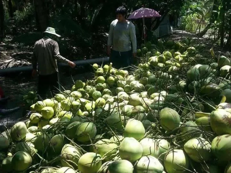 ขายฟาร์ามกุ้งพร้อมสวนมะพร้าวน้ำหอมและชมพู่