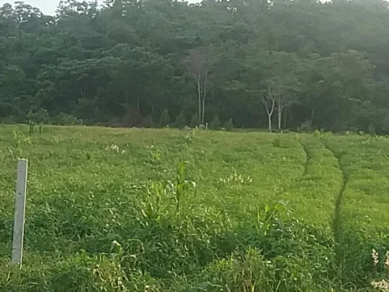 ขายที่ดิน 2 ไร่เนินสูงหลังติดเขาเหมาะสำหรับปลูกบ้านบรรยายกาศเงียบสงบเป็นส่วนต้ว