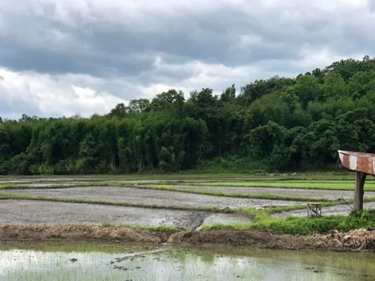 ที่ดินติดแม่น้ำ มีต้นไม้ขนาดใหญ่ วิวทุ่งนา แม่ริม เชียงใหม่