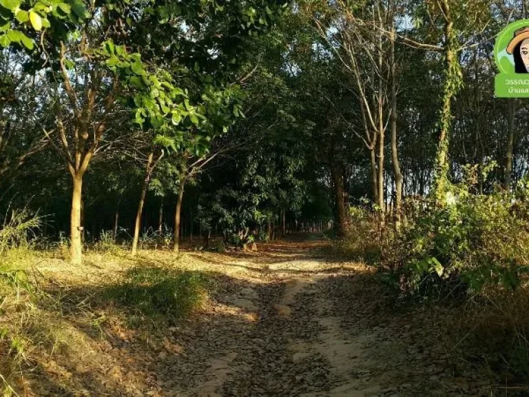 ขายสวนยางพาราพร้อมกรีด บ้านหนองคูยโสธร