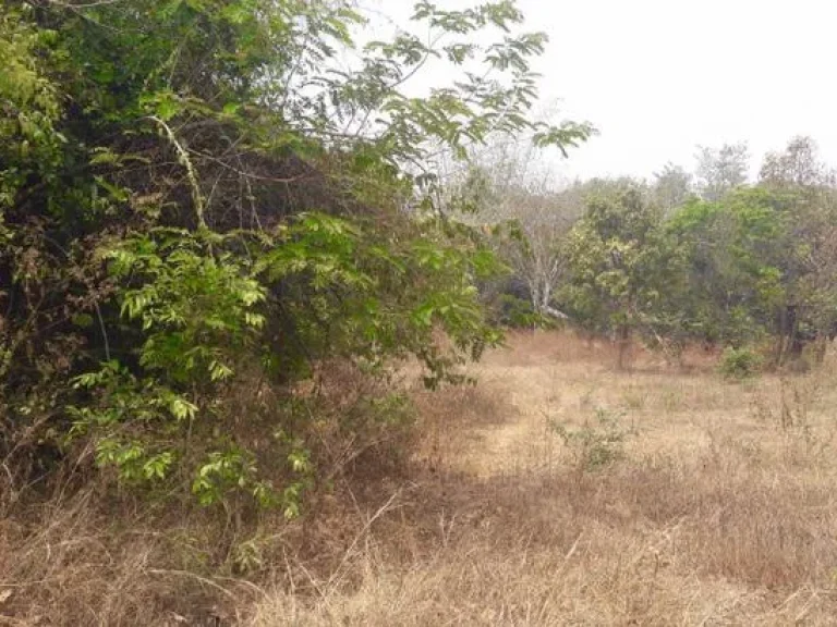 ขายที่ดินบ้านใหม่ริมคลองตลวงเหนือ 1 ไร่ โอนฟรี