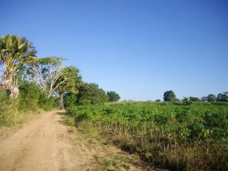 ที่ดิน7ไร่โฉนด อเทพสถิค จชัยภูมิ ที่สวยราคาไม่แพง