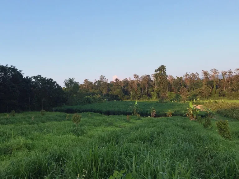 ที่ดินใกล้ทางหลวง 200 ม ไร่ละ500000 โฉนดเหมาะกับบ้านสวน สวนผลไม้มาก