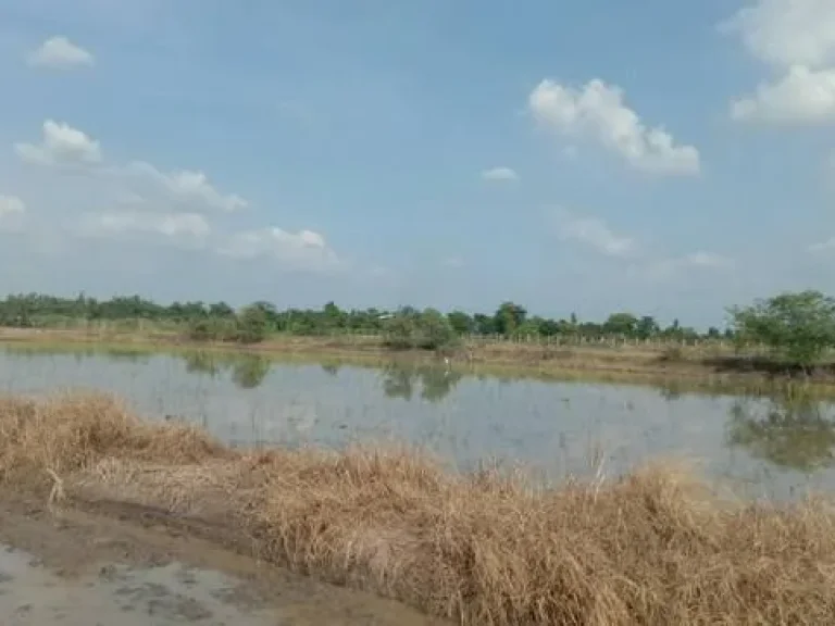 ขายถูกที่ดินดีดี อลาดหลุมแก้ว จปทุมธานี