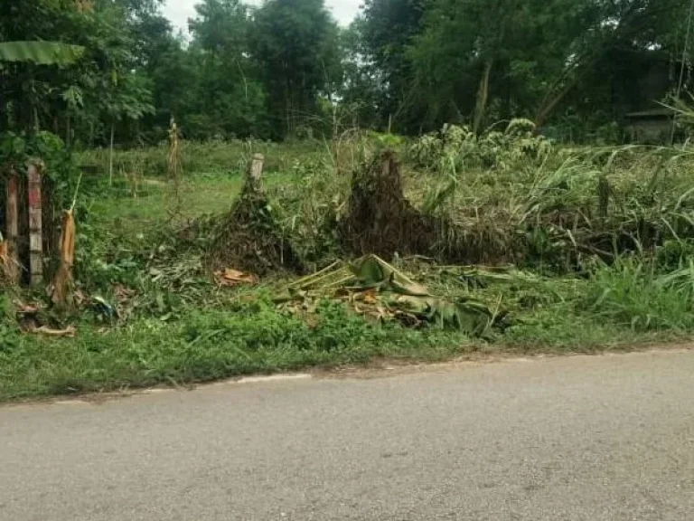 ที่ดินติดถนนลาดยาง ตป่าไผ่