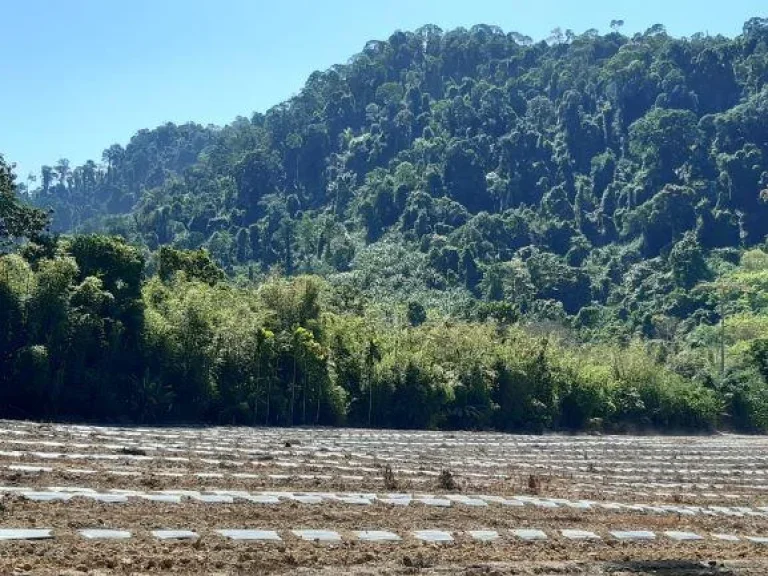 ขายที่ดินสวยทุ่งขมิ้น 4 ไร่ ติดลำธาร