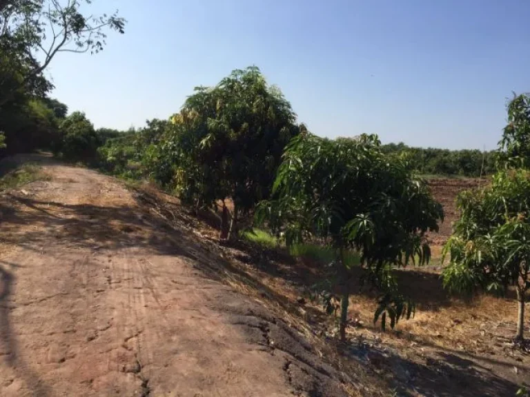 ที่ดินแปลงสวย ใกล้แหล่งชุมชน ติดวัดมงคลเทพ บ้านวังสะแก ตปากน้ำ