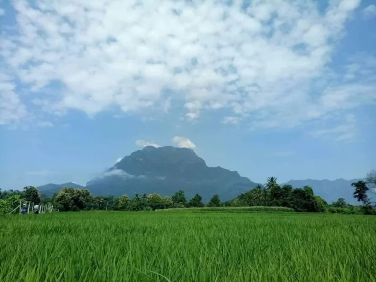 ขายที่ดินวิวดอย เขตเชียงดาว เชียงใหม่