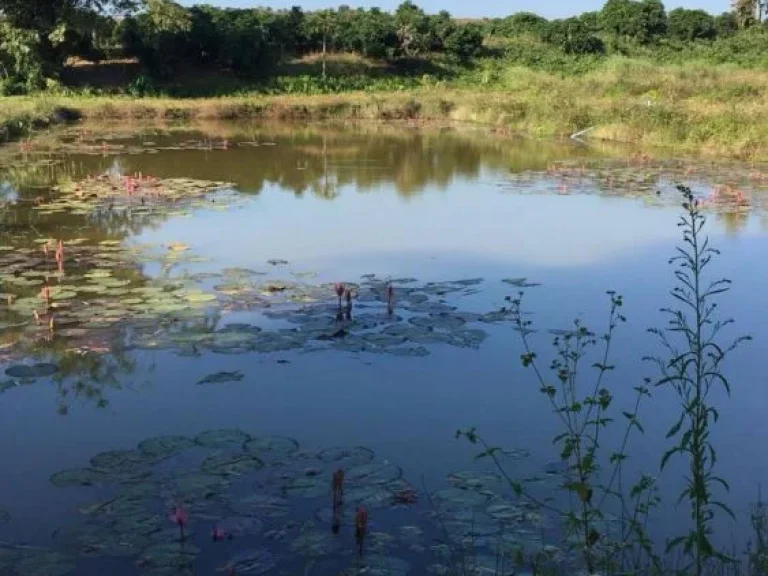 ขายที่ดินวิวดอย เขตเชียงดาว เชียงใหม่