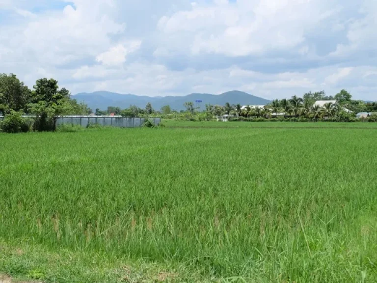 ที่นาวิวสวยใกล้วัดสันอุ้ม ดอยสะเก็ด เชียงใหม่