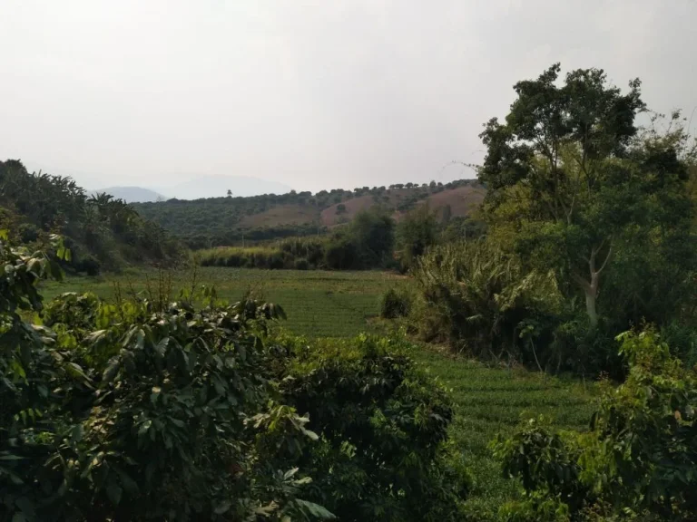 ขายที่ดินบ้านทุ่งละคร วิวดอย เชียงดาว เชียงใหม่