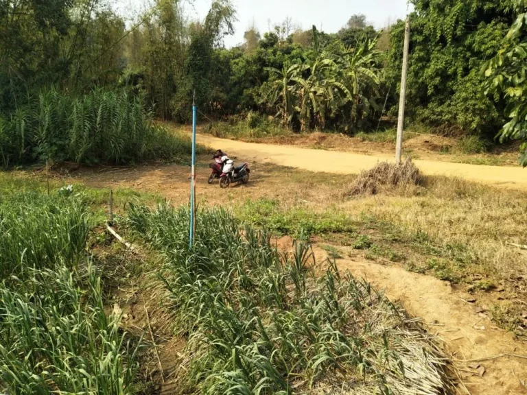 ขายที่ดินบ้านทุ่งละคร วิวดอย เชียงดาว เชียงใหม่