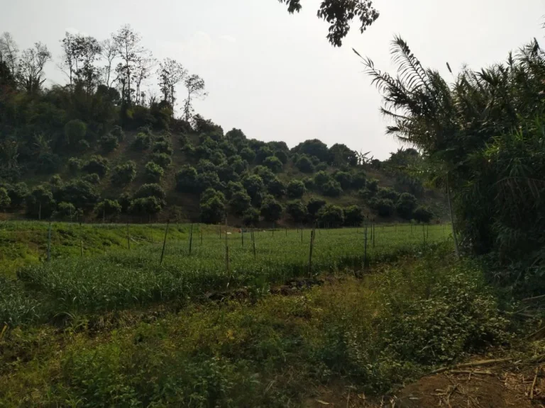 ขายที่ดินบ้านทุ่งละคร วิวดอย เชียงดาว เชียงใหม่