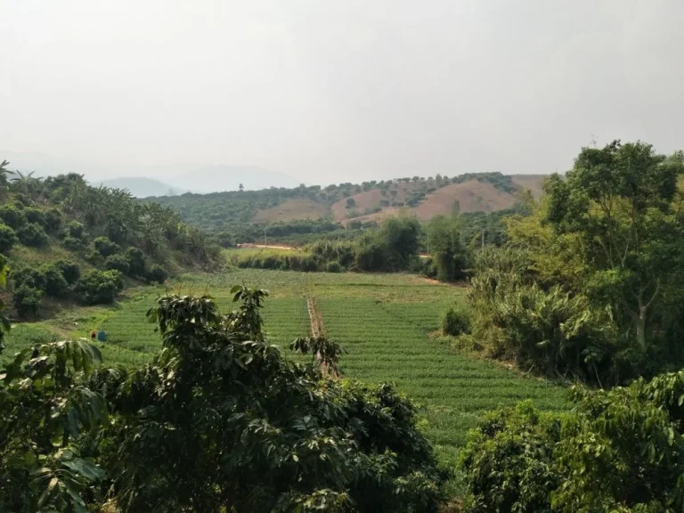 ขายที่ดินบ้านทุ่งละคร วิวดอย เชียงดาว เชียงใหม่