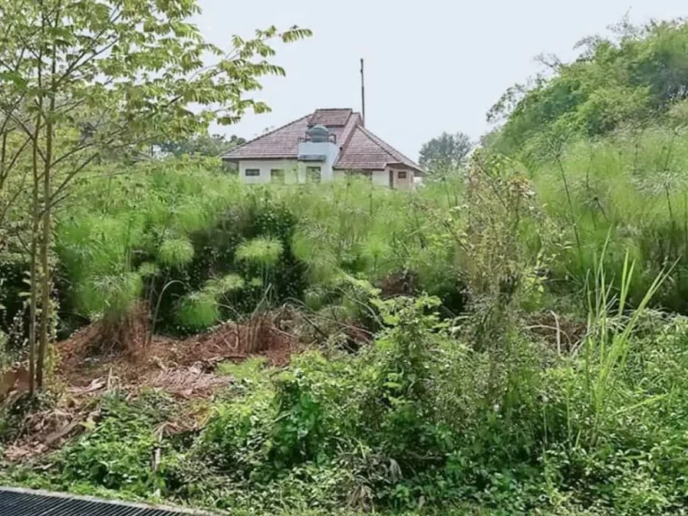 ขายที่ดินติดถนนสองด้าน วิวดอย เขตสุเทพ เชียงใหม่