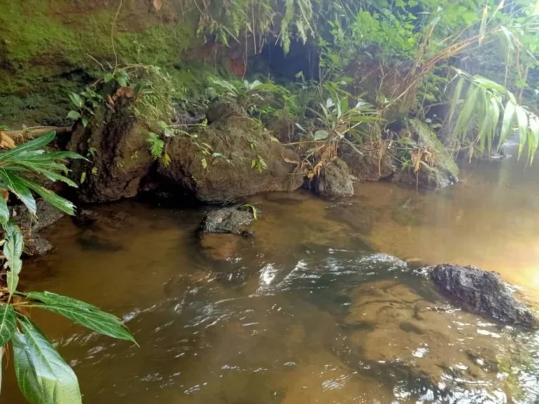 ขายที่ดินติดธารน้ำไหล แม่นะ เชียงดาว เชียงใหม่