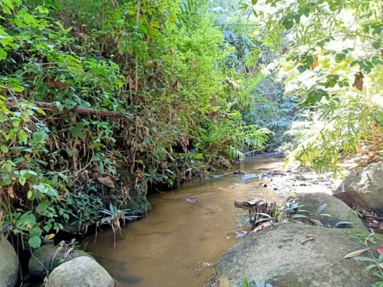 ขายที่ดินติดธารน้ำไหล แม่นะ เชียงดาว เชียงใหม่