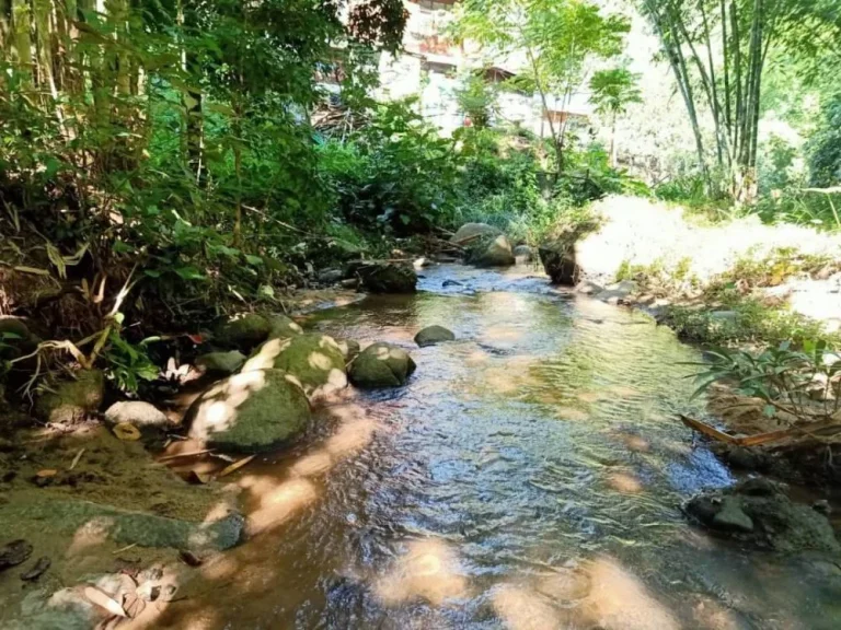 ขายที่ดินติดธารน้ำไหล แม่นะ เชียงดาว เชียงใหม่