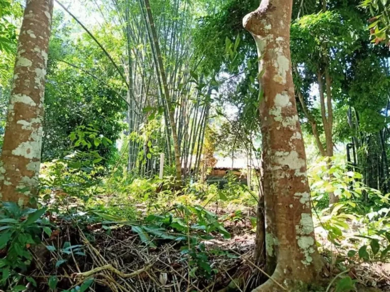 ขายที่ดินติดธารน้ำไหล แม่นะ เชียงดาว เชียงใหม่