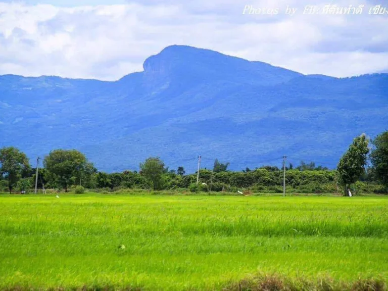 ขายที่สวน เหมาะกับการเกษตรเวียงหนองล่องลำพูน