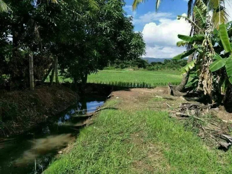 ขายที่นา วิวดอยเหมาะกับการเกษตรแม่แฝกใหม่สันทรายเชียงใหม่