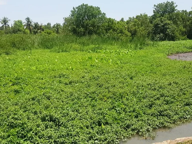 ขายบ้านพร้อมที่ดินติดริมแม่น้ำเจ้าพระยา อเกาะเกร็ด จนนทบุรี