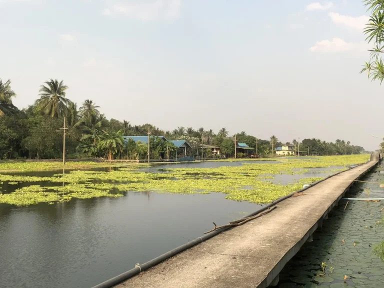 ขายที่ดิน2ไร่ พร้อมบ้านทรงไทย1หลังติดคลองดำเนิน ที่สวยราคาถูก หน้าติดคลองดำเนินหลังติดถนนคอนกรีตเข้าถึงที่ดิน