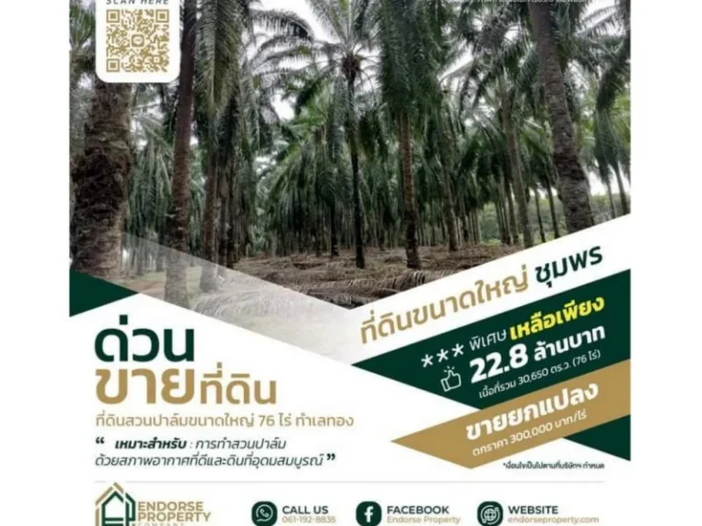 ขายที่ดินสวนปาล์ม 76 ไร่ ทำเลทอง ตำบลเขาไชยราช อำเภอปะทิว