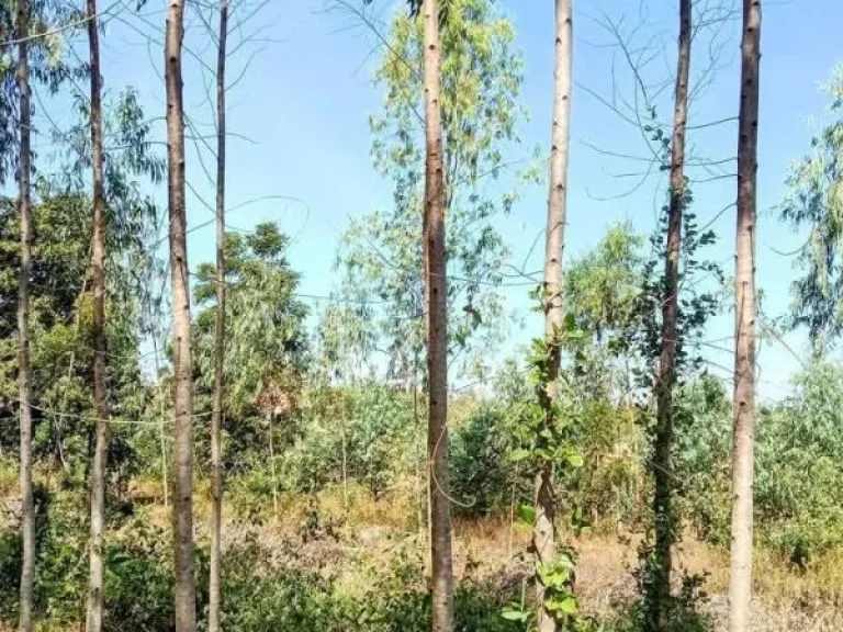 ที่ดินพร้อมสวนยูคา แปลงสวย อยู่อาศัยได้ นางรอง บุรีรัมย์