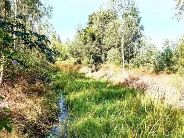 ที่ดินพร้อมสวนยูคา แปลงสวย อยู่อาศัยได้ นางรอง บุรีรัมย์