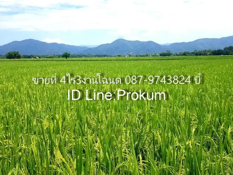 ขายที่ดินเพชรบูรณ์ 4 ไร่โฉนดไร่ละ 1 แสน