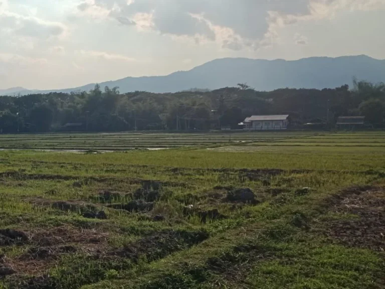 ที่นาติดลำเหมือง ห้วยทราย อแม่ริม