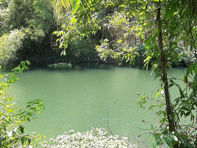 สวนทุเรียนหมอนทอง ติดคลอง อยู่ในชุมชน ถนนลาดยาง บรรยากาศดี โฉนด เกือบ 1 ไร่ เพื่อวัยเกษียน