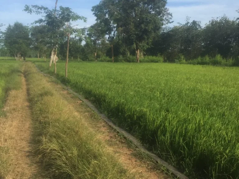 ขายที่ดิน 22 ไร่ อวิเชียรบุรี จเพชรบูรณ์ ที่ดินติดคลอง ที่ดินสวย