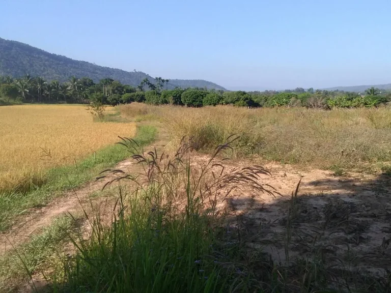 ขายที่ดิน 1ไร่ติดเขตเทศบาลภูเรือบรรยากาศบ้านสวนสบายๆ 1000000 บาท