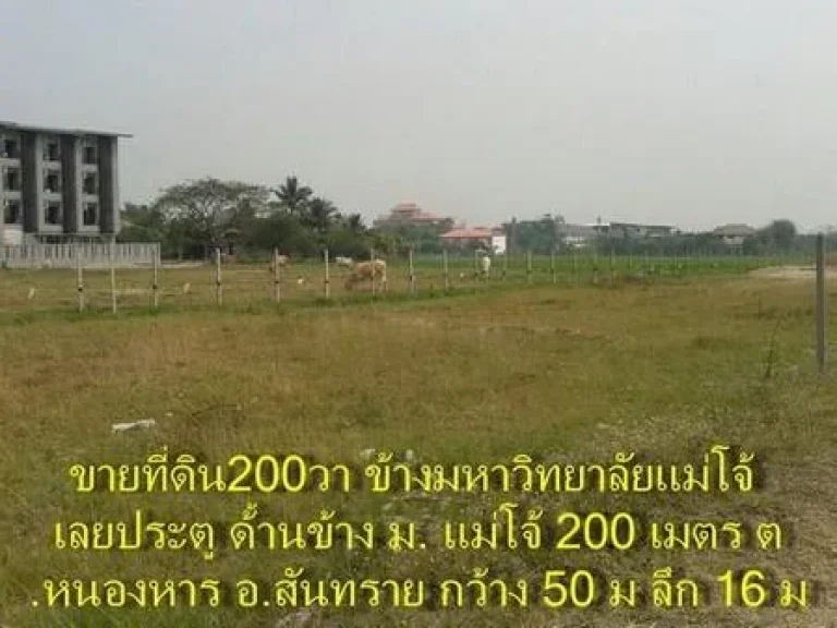 ขายที่ดิน 200 ตรวข้าง มแม่โจ้