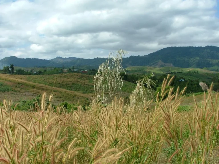 ขายที่ดินเพืิ่อการเกษตร 40 ไร่ 1200000 ห่างลาดยางทางรอง 200 ม