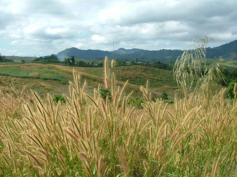 ขายที่ดิน 40 ไร่ 1200000 เพื่อการเกษตร ใกล้เขาสวยปลูกพืชเมืองหนาวได้