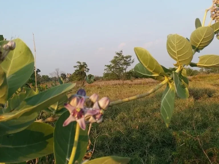 ที่ดินแปลงสวย ติดเลค วิวงาม ในสนามกอล์ฟสุวรรณภูมิ สดได้ผ่อนได้เอาที่สะดวก T062-1574449