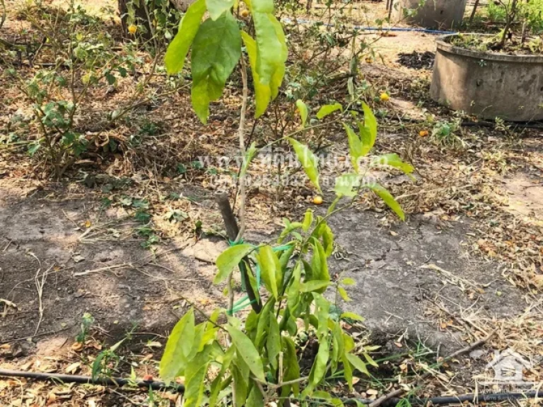 ขายที่ดินมหาโพธิ-ขายที่ดินสระโบสถ์-ขายสวนลพบุรี 2ไร่ โฉนด ตมหาโพธิ อสระโบสถ์ จลพบุรี รหัส L341