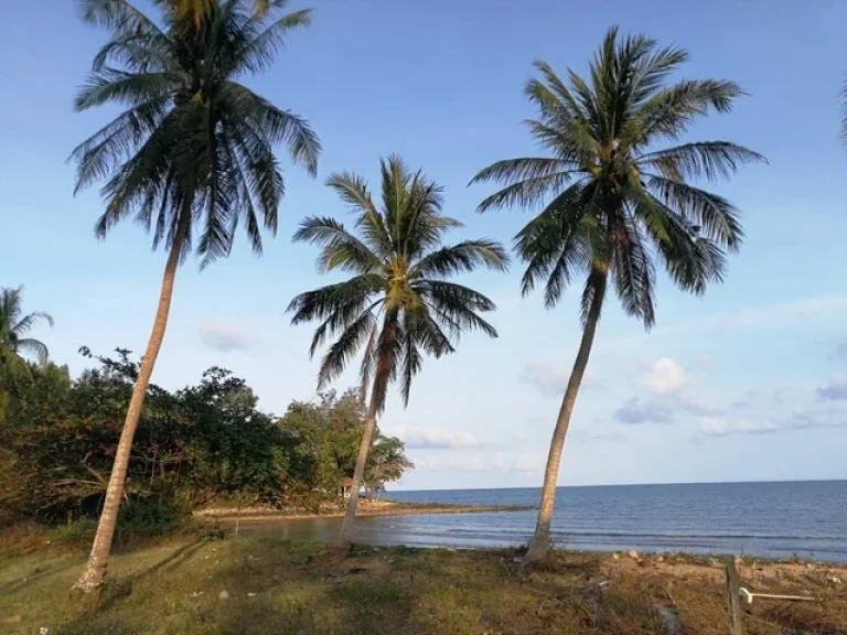 ขายที่ดินติดชายหาดคอเขา อหลังสวน จชุมพร เนื้อที่ 4ไร่ครึ่ง ราคาไร่ละ 45ล้านบาท